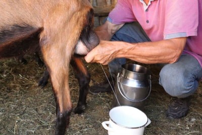 बाख्राको दूध पिउँदा कत्तिको फाइदा ?